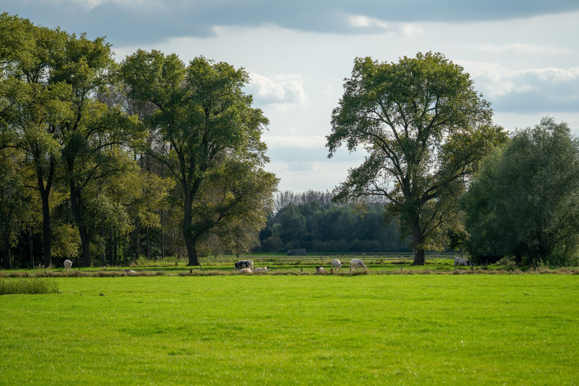 Pexels wijs wise 136435282 28441309